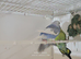 Various budgies for sale