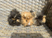Handsome long haired baby guinea pigs.
