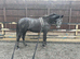 15.3 Thoroughbred  6yrs for sale sadly outgrown