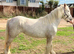 Gypsy cob mare to make 13.2hh