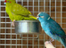 Kakaraki parrot