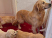 Golden retriever puppies