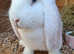 Pure bred vaccinated french lops