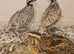 2 cock birds