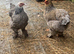 Brahmas,Pekin bantams and USA silkies available