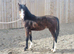Welsh section c bay yearling colt