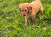 Cockapoo pups