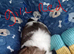 Shih Tzu puppies