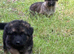 8 Stunning German Shepherd pups