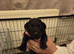 Gorgeous Patterdale puppies