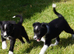 Top Quality Border Collie Pups