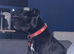 Staffordshire bull terrier pup