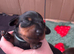 Miniature dachshund