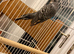Black wing /face budgies breeding pair