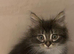 Ready now two Kittens left for sale