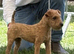 Red Lakeland Bitch Pup