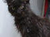 Maine coon cross ragdoll kittens