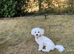Beautiful 7 month old bichon Frise female