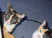 2 Adorable Girl Kittens