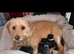 Australian Labradoodle Puppies