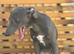 Blue female whippet kc reg
