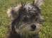 Beautiful Female Yorkshire Terrier Puppy