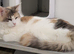 Female maine coon