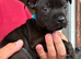 Staffordshire bull terrier pups