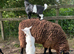 3 Beautiful Pygmy Goats avaialble now