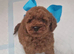 Miniature poodle