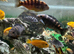 Adult cichlids