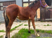 Welsh d filly