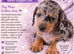 Miniature dachshund Puppies