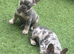 French bulldog puppies