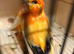 Red factor canaries