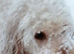 Cockapoo adult for rehoming