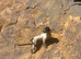 Gorgeous male springer