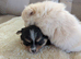 Pom terriers puppy
