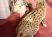 F3 TICA Registered Female Savannah