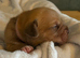 Dogue De Bordeaux in Torbay