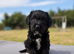Jackapoo Puppies