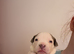 American bully pups