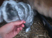 Merl coloured lion lop