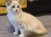 7 TICA Registered Kittens For Sale