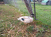 Male call ducks