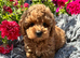 5 BEAUTIFUL RED MINIATURE POODLE PUPPIES RED & CREAM