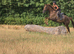 Super sweet 16.2hh gelding