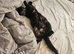 Female cat looking for Dog free home