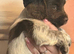 Sprocker spaniel puppies .