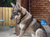 Husky cross gsd